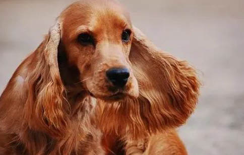 美國可卡犬鼻子出血的原因及處理方法