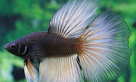 火口魚(yú)能和鸚鵡魚(yú)混養(yǎng)嗎