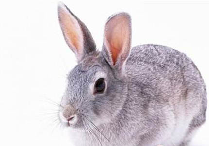 銀狐倉鼠多久能吃雞蛋白