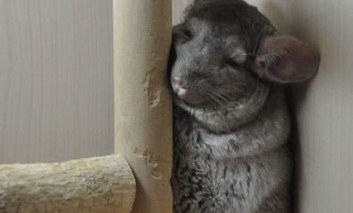 龍貓懷孕多久有胎動