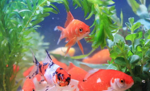 金魚肚子鼓鼓的魚鱗張開是怎么回事