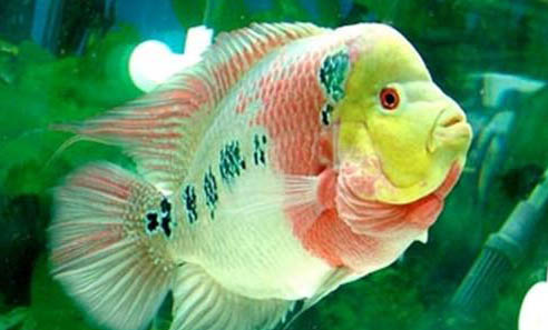 飼養珍珠羅漢魚應該多久換一次水？