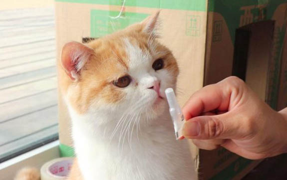 十個月的貓咪一般多重