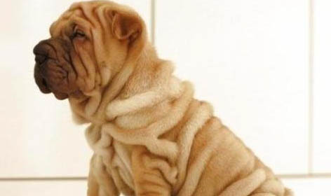 為什么很少有人養(yǎng)沙皮狗?