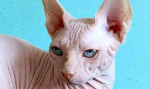 斯芬克斯貓的品種及價(jià)格