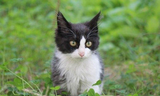 遛貓需要牽引繩嗎