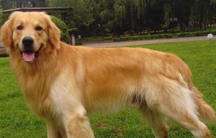 如何挑選金毛幼犬（推薦）