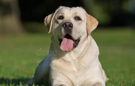 細小治好狗也廢了