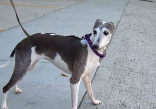 純種意大利小靈緹價格一只