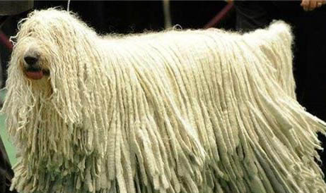 可蒙犬口吐白沫的原因及處理方法