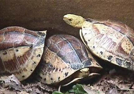 黃額閉殼龜價格，黃額閉殼龜多少錢