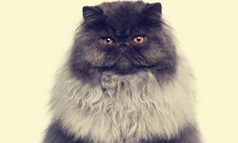 阿比西尼亞貓和波斯貓哪個(gè)好養(yǎng)