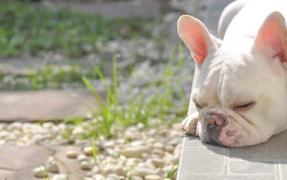 狗狗得犬瘟的癥狀有哪些表現