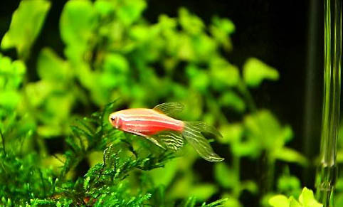 斑馬魚可以和孔雀魚一起養(yǎng)嗎