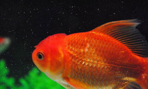 魚缸水太滿了會缺氧嗎