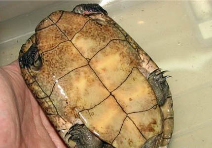 適合新手養(yǎng)的半水龜