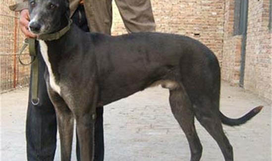 公犬絕育后怎么護理啊