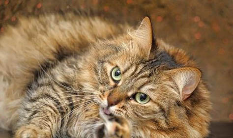 西伯利亞森林貓為什么吃不胖?