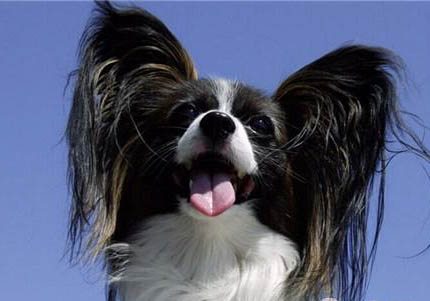 蝴蝶犬太興奮怎么訓(xùn)練