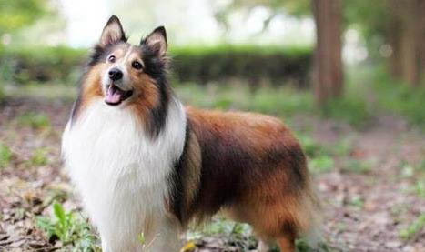 一個月的喜樂蒂牧羊犬可以洗澡嗎