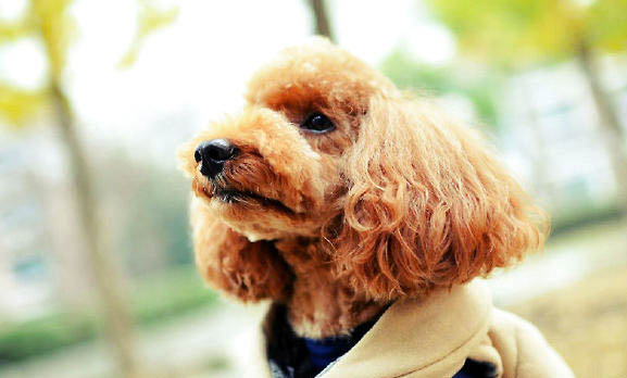 純種貴賓犬有幾種顏色