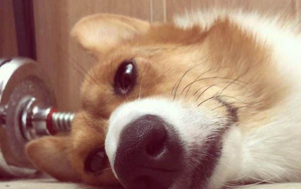 小狗身上的虱子怎么消滅