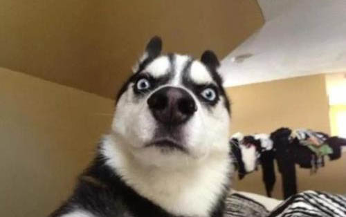 母狗生小狗間隔要多久