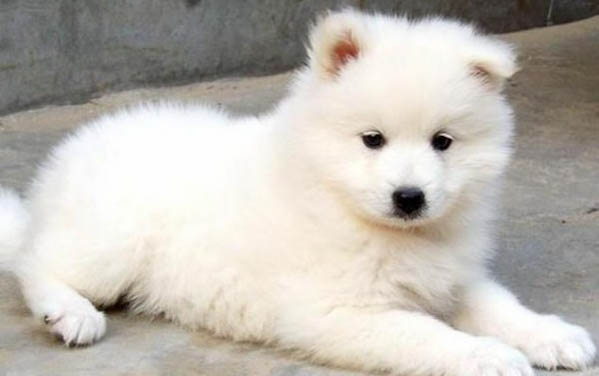柯基和柴犬的區別
