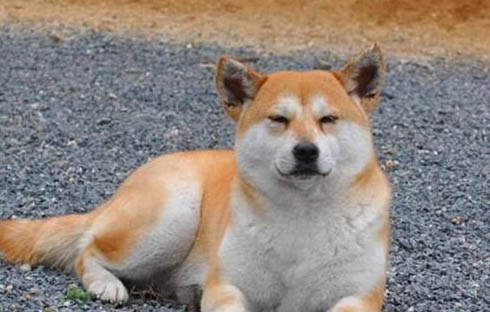 柴犬體重與月份對照表？