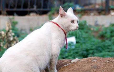 斯可可貓掉毛嗎