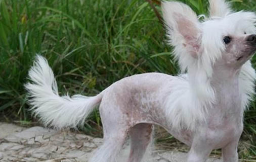 北京冠毛犬哪里有賣