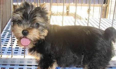 約克夏犬優(yōu)缺點(diǎn)分別是?