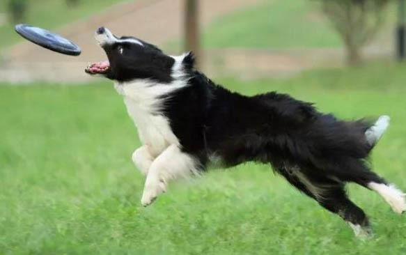 邊牧犬會拆家嗎？
