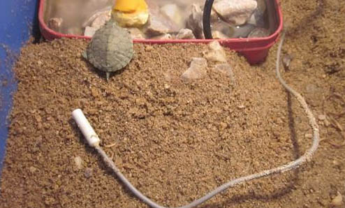 水龜可以一直在水里養(yǎng)嗎