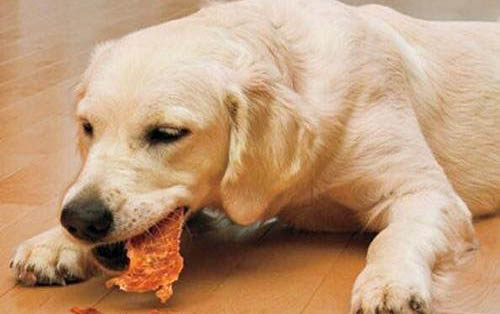 狗狗的品種有多少種