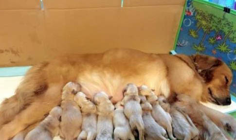 怎么鑒定母犬是否懷孕