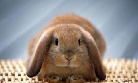 寵物兔品種有哪些
