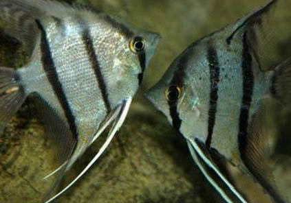 埃及神仙魚好養嗎