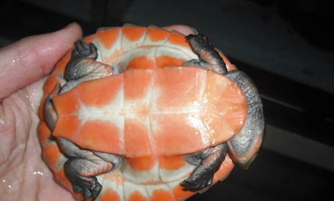 適合新手養的半水龜