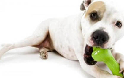 狗狗得狂犬病的癥狀有哪些