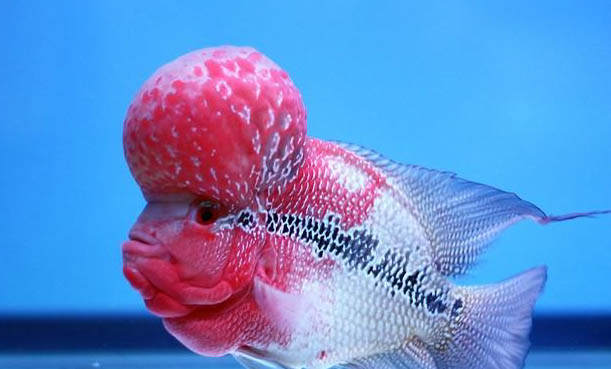 羅漢魚怎么養起頭快