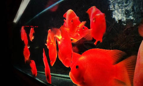 迷你鸚鵡魚幼苗吃什么食