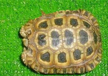 蘇卡塔爾陸龜是保護動物嗎