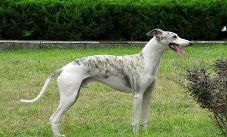 惠比特犬禁養嗎