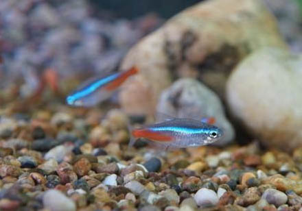 紅綠燈魚餓不死