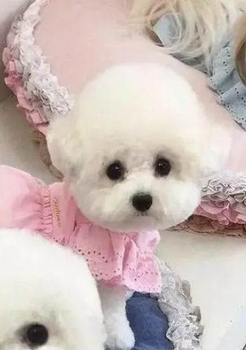 比熊犬多大產(chǎn)仔
