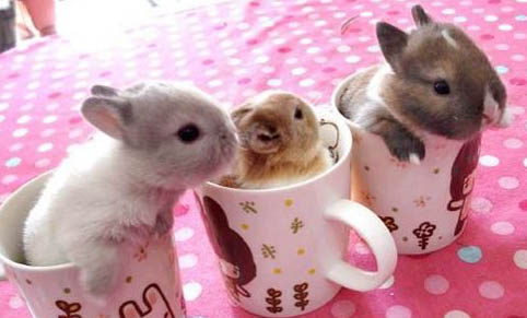 幼兔可以吃胡蘿卜嗎