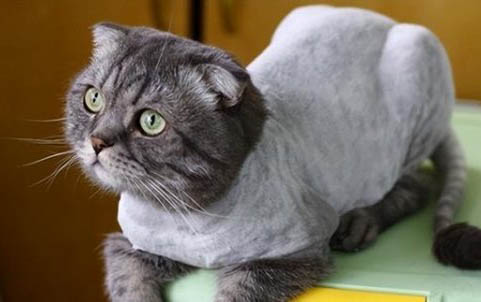 貓咪呼吸有鼻涕聲是怎么了