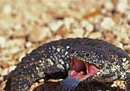 松果蜥多少錢一只