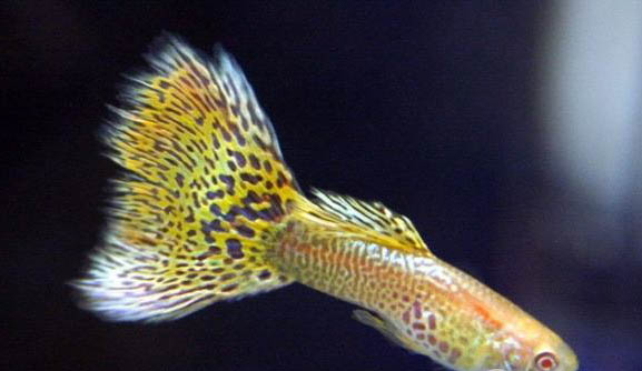 孔雀魚需要加溫嗎?